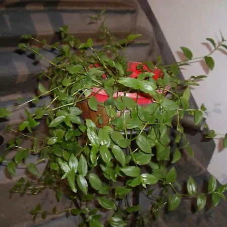 Leon D'oro Hotel Dogliani